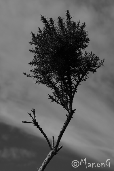 Sans-titre (branche).JPG