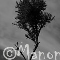 Sans-titre (branche)